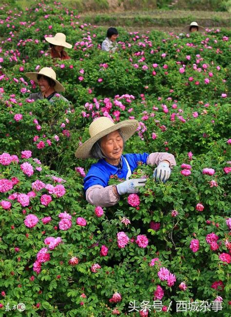 玫瑰花種植